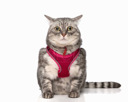 Téléchargez les photos : Adorable chat tabby regardant vers l'avant et assis tout en portant harnais rose devant fond blanc - en image libre de droit
