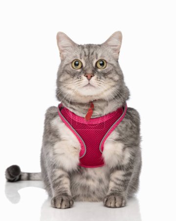 Téléchargez les photos : Adorable chat tabby avec harnais rose assis et regardant vers l'avant devant fond blanc - en image libre de droit