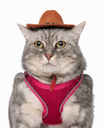 Téléchargez les photos : Portrait de mignon chat tabby gris avec harnais rose et chapeau de shérif regardant vers l'avant et assis devant fond blanc - en image libre de droit