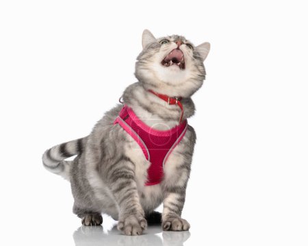 Photo for Hungry little metis cat with pink harness and red collar looking up and meowing for food while standing in front of white background - Royalty Free Image