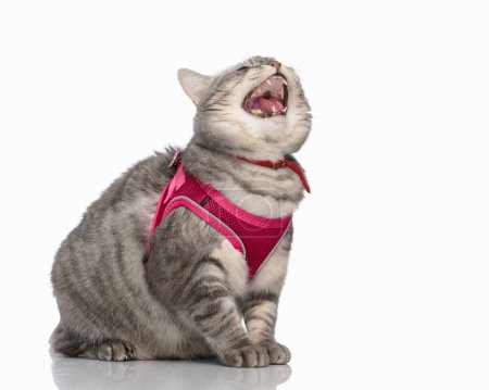 Téléchargez les photos : Vue latérale de chat cupide tabby levant les yeux et demandant de la nourriture tout en étant assis devant fond blanc - en image libre de droit