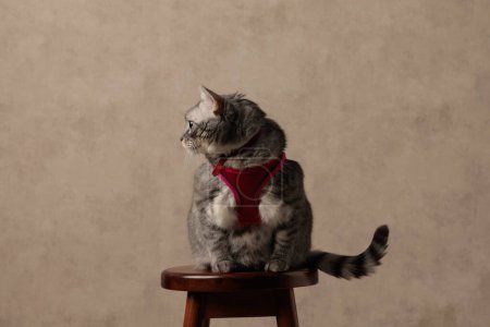 Téléchargez les photos : Mignon petit chat whiskas avec harnais rose regardant sur le côté et assis sur une chaise en bois devant fond beige - en image libre de droit