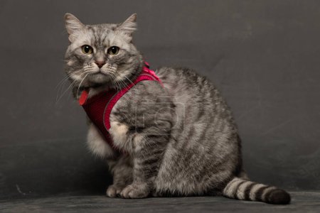 Téléchargez les photos : Vue latérale du beau chat gris tabby avec harnais rose assis et regardant vers l'avant devant fond gris - en image libre de droit
