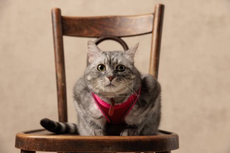 Téléchargez les photos : Whiskas chaton gris avec harnais rose regardant vers l'avant et assis sur une chaise en bois devant un fond beige - en image libre de droit
