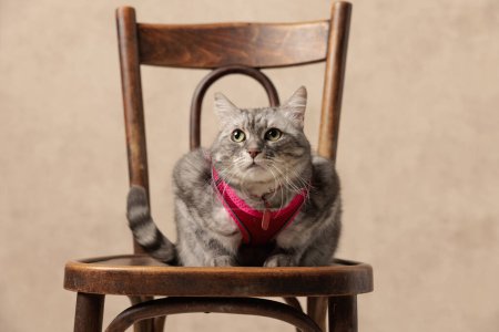 Téléchargez les photos : Beau chat gris métis avec harnais rose levant les yeux et curieux assis sur une chaise en bois devant un fond beige - en image libre de droit