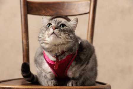 Photo for Curious grey tabby cat wearing pink harness and looking up while sitting on wooden chair in front of beige background - Royalty Free Image
