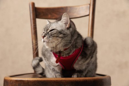 Téléchargez les photos : Whiskas somnolents chat portant harnais rose et tenant les yeux fermés sur le côté et assis sur une chaise en bois devant un fond beige - en image libre de droit