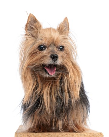 Photo for Lovely little yorkshire terrier puppy sticking out tongue and panting while sitting in front of white background - Royalty Free Image