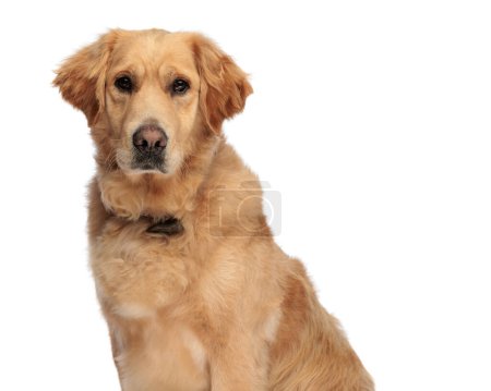 Téléchargez les photos : Portrait de beau chien golden retriever avec collier regardant vers l'avant et assis devant fond blanc en studio - en image libre de droit