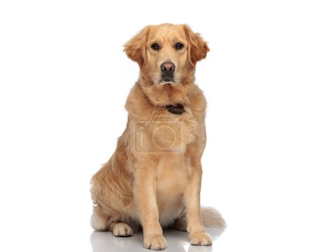 Téléchargez les photos : Beau chien golden retriever avec collier assis et regardant vers l'avant devant fond blanc - en image libre de droit