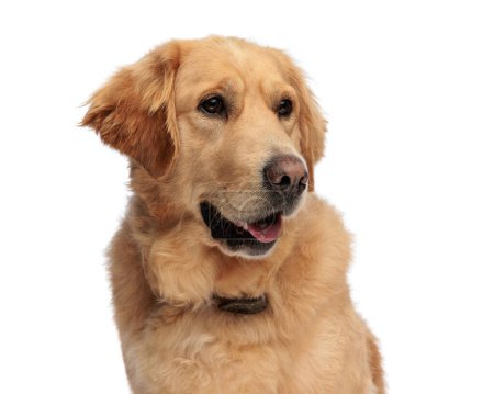 Téléchargez les photos : Doux chien golden retriever regardant sur le côté et haletant avec la langue à l'extérieur tout en étant assis devant fond blanc - en image libre de droit