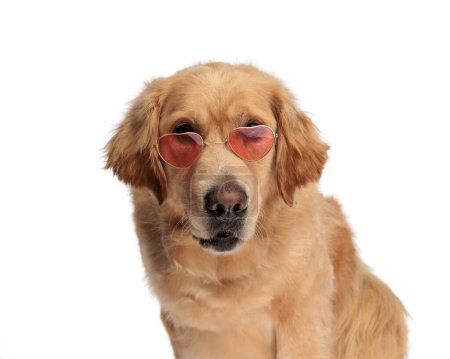 Photo for Adorable labrador retriever dog wearing retro heart sunglasses and looking forward while sitting in front of white background - Royalty Free Image