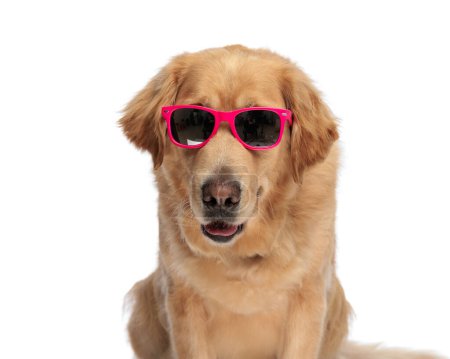 Foto de Perro recuperador de oro fresco con gafas de sol, mirando hacia adelante y jadeando mientras está sentado frente al fondo blanco - Imagen libre de derechos