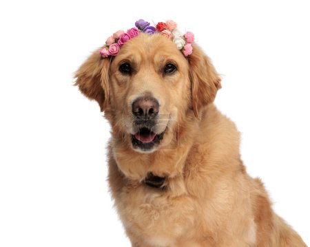 Photo for Beautiful golden retriever dog with flowers headband panting with tongue exposed and sitting in front of white background - Royalty Free Image