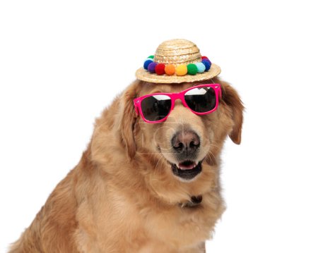 Téléchargez les photos : Drôle chiot golden retriever avec chapeau et lunettes de soleil haletant et regardant vers l'avant tout en étant assis devant fond blanc - en image libre de droit