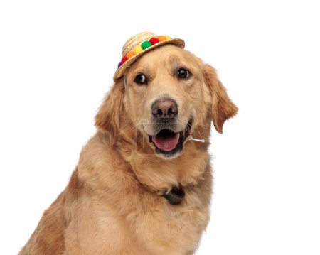 Photo for Beautiful golden retriever puppy wearing tassels hat and panting while looking away and sitting on white background - Royalty Free Image