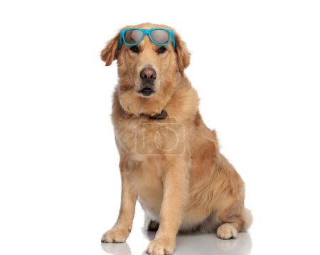 Foto de Dulce labrador retriever perro sosteniendo gafas de sol en la frente y sentado mientras mira hacia adelante en frente de fondo blanco - Imagen libre de derechos