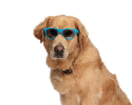 Photo for Beautiful golden retriever dog with sunglasses looking forward and sitting in front of white background - Royalty Free Image