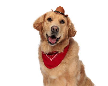 Téléchargez les photos : Image rapprochée de chien adorable golden retriever avec chapeau et bandana rouge haletant et regardant vers l'avant tout en étant assis devant fond blanc - en image libre de droit