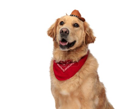 Photo for Beautiful golden retriever dog looking up and panting while wearing hat and bandana on white background - Royalty Free Image