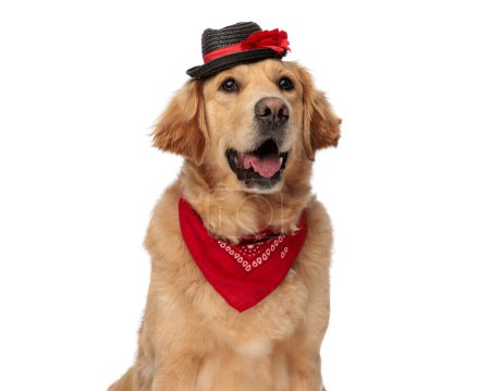 Téléchargez les photos : Labrador retriever impatient chiot portant un chapeau et bandana rouge, levant les yeux et haletant tout en étant assis en face de fond blanc - en image libre de droit