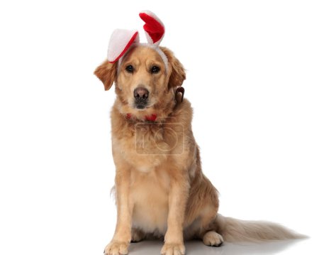 Foto de Lindo labrador retriever cachorro con rojo conejito orejas diadema y corbata, mirando hacia adelante y sentado delante de fondo blanco - Imagen libre de derechos