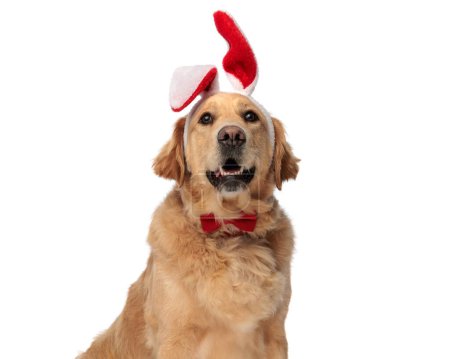 Photo for Curious golden retriever dog with bunny ears and bowtie looking up and sitting while panting in front of white background - Royalty Free Image