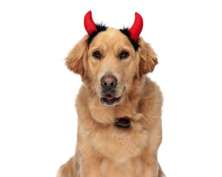 Photo for Cute golden retriever dog wearing devil horns headband, panting and sticking out tongue while sitting in front of white background - Royalty Free Image