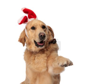Téléchargez les photos : Beau chien labrador retriever avec des oreilles de lapin bandeau regardant loin, haletant et tenant les pattes devant fond blanc en studio - en image libre de droit