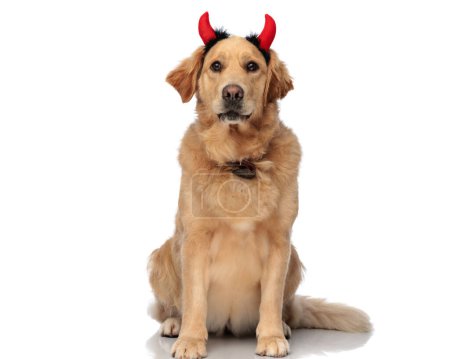 Photo for Beautiful labrador retriever puppy wearing devil horns and looking forward while sitting in front of white background - Royalty Free Image