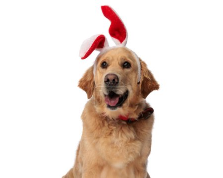 Téléchargez les photos : Beau chien golden retriever avec des oreilles de lapin bandeau levant les yeux et haletant tout en étant assis devant fond blanc - en image libre de droit