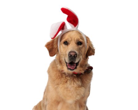 Foto de Feliz perro recuperador de oro con orejas de conejo rojo diadema jadeando y sobresaliendo lengua mientras está sentado delante de fondo blanco - Imagen libre de derechos