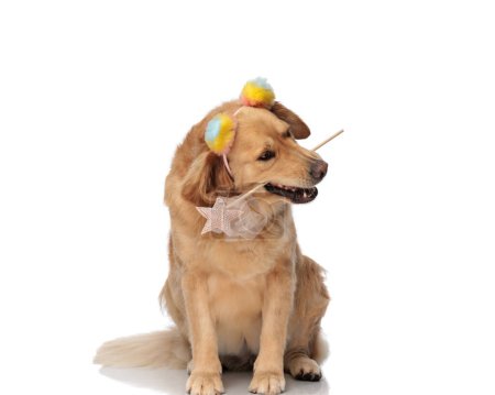 Téléchargez les photos : Précieux chien de récupération d'or avec glands colorés tenant baguette magique, assis et regardant de côté en face de fond blanc - en image libre de droit