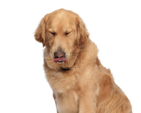 Téléchargez les photos : Beau chien golden retriever fermant les yeux, sortant la langue et léchant le nez tout en étant assis devant fond blanc - en image libre de droit