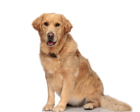 Téléchargez les photos : Adorable chien golden retriever sortant de la langue et haletant tout en étant assis devant fond blanc en studio - en image libre de droit
