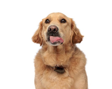 Foto de Ansioso perro golden retriever sobresaliendo de la lengua, jadeando y mirando hacia arriba mientras está sentado frente al fondo blanco - Imagen libre de derechos
