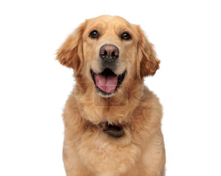 Photo for Happy golden retriever puppy sticking out tongue and panting while sitting in front of white background - Royalty Free Image