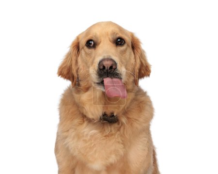 Téléchargez les photos : Beau chien golden retriever qui sort la langue et halète, tout en levant les yeux et assis sur fond blanc - en image libre de droit