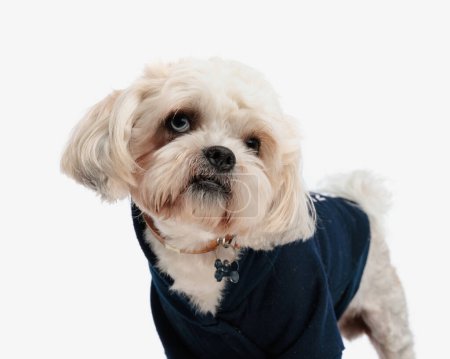 Photo for Close up of cute bichon wearing black sweater and collar while standing on a white background - Royalty Free Image