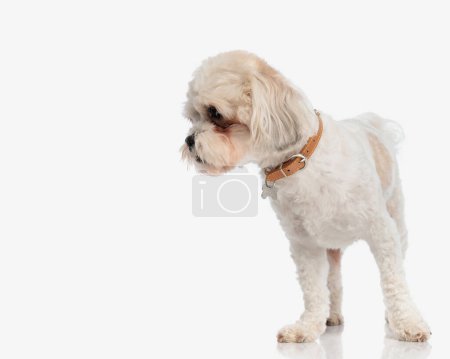 Photo for Curious bichon wearing a brown collar and looking down to side while standing on white background - Royalty Free Image