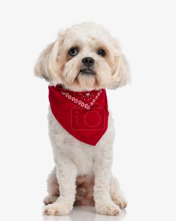 Photo for Adorable bichon sitting on white background while wearing a red scarf around neck - Royalty Free Image