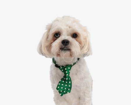 Photo for Close up of elegant shih tzu wearing green tie with white dots while sitting on white background - Royalty Free Image
