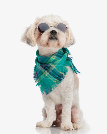 Photo for Cool shih tzu with sunglasses and bandana looking up to side while sitting on white background - Royalty Free Image