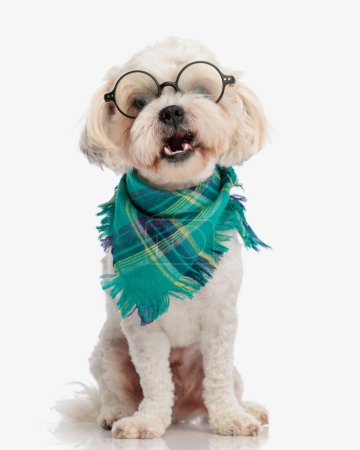 Téléchargez les photos : Heureux bichon portant des lunettes et bandana coloré assis avec la bouche ouverte - en image libre de droit
