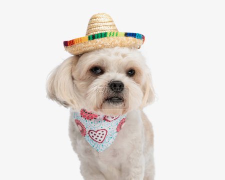 Foto de Primer plano de lindo bichon con sombrero mexicano sentado sobre fondo blanco - Imagen libre de derechos