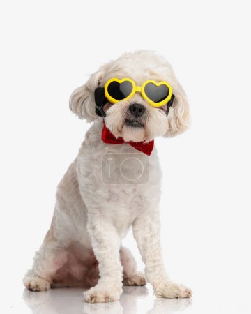 Téléchargez les photos : Élégant bichon portant des lunettes de soleil coeur jaune assis sur fond blanc - en image libre de droit