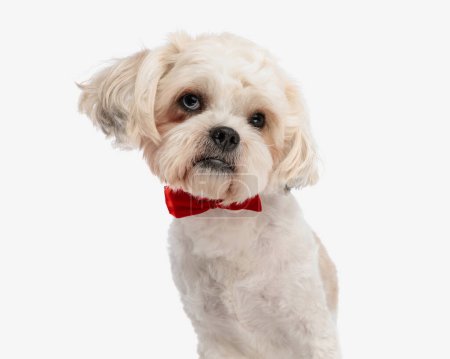Photo for Close up of elegant shih tzu with red bowtie leaning to side while sitting on white background - Royalty Free Image