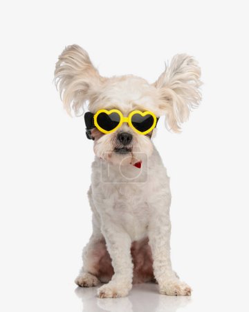 Téléchargez les photos : Mignon bichon avec des oreilles volantes et des lunettes de soleil amour assis sur fond blanc - en image libre de droit