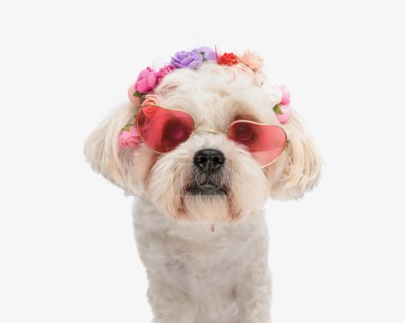 Photo for Adorable bichon wearing halloween flowers headband and sunglasses while sitting - Royalty Free Image