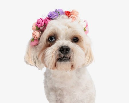 Photo for Head of cute bichon with colorful flowers crown sitting on white background - Royalty Free Image